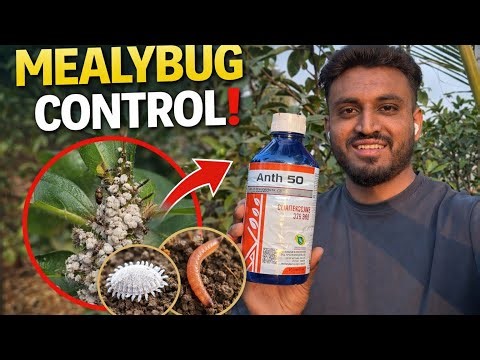 Guava Farming: Mealybug Control | Ants–Mealybug Relation | Root Eating Worm Solution 8088032513