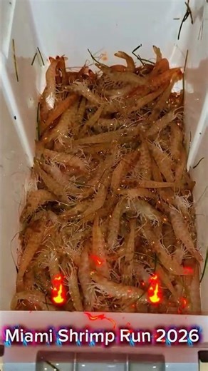 Shrimp Run 2026 🦐🔥 INSANE Night Action in Miami Waters!