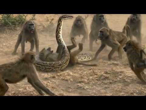 THE REASON Why 50 Baboons Fear ONE Snake? (GIANT PYTHON)@Naturefriends1