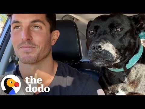 Pittie Screams Like A Seal When Dad Says “Beach” | The Dodo