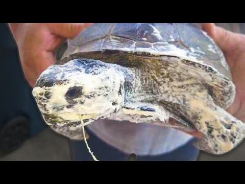 Investigation kicks off after Florida gopher tortoise found sprayed with insulation