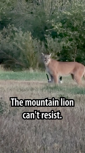 Mountain lion tries to eat the FOXPRO X360 playing Elk Calf Distress. #foxpro #hunting #wildlife