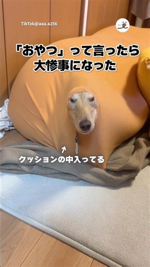 If I say "treat" in this situation... | PECO