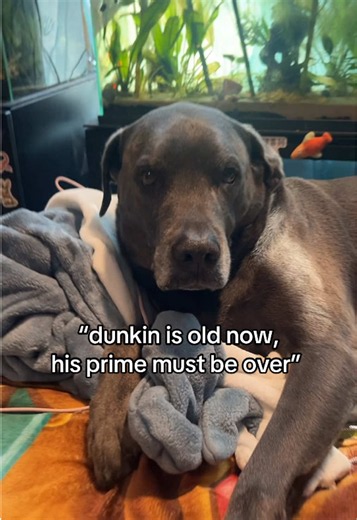 babe wake up, new dunkin lore just dropped 🧠 keep an eye out for dunkin on @The NCISverse NCIS: New York TONIGHT at 9 ET / 8 #fyp #foryoupage #dunkindadawg #viral #dogs