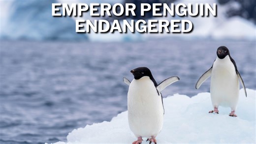 Emperor penguins are now endangered — a stark sign Antarctica’s ice is fading fast
