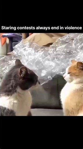 Funniest Cat Jump Scares & Slap Fights 2026 #funnycats #usa #catmemes #cat