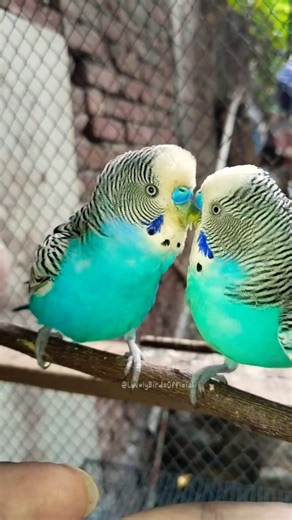 Happy Budgie Sounds 🐦🎶