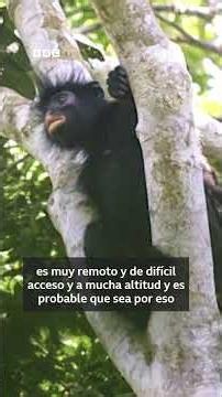 Descubren nueva especie de mono de labios naranjas en el corazón de África