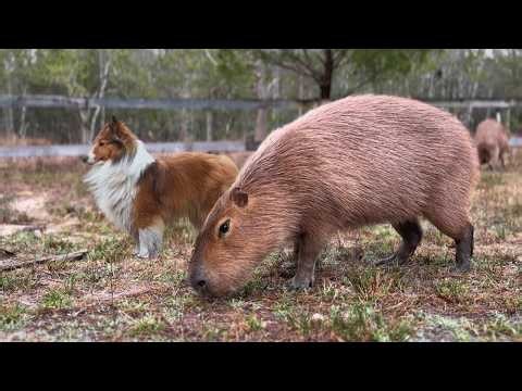 A Day in the Life of a Capybara