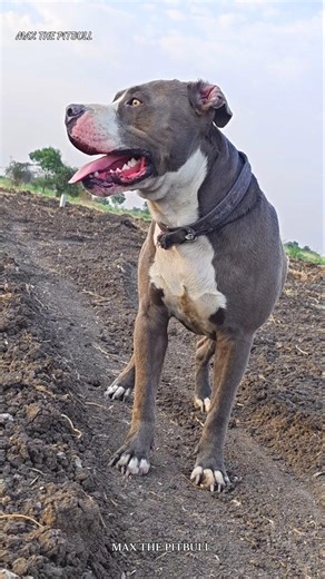 Top loyal dog breeds 🥰 #max #pitbull #facts #dogbreed #shorts #shortsfeed #dogvideos #pets #dog