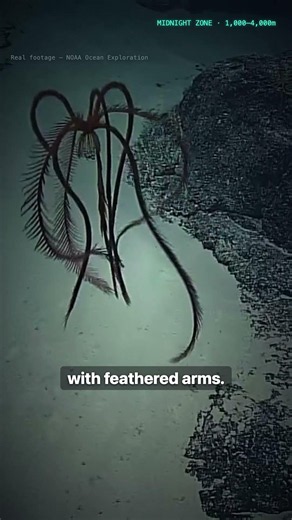 Older Than the Dinosaurs — and It Can Swim | Deep-Sea Sea Lily 🌊