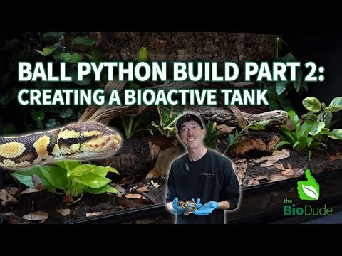 How to Build a Bioactive Ball Python Terrarium: UPDATED 2025