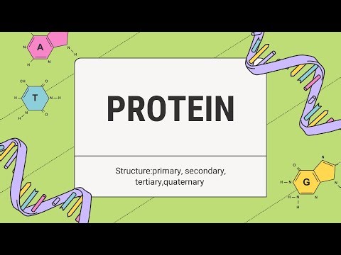 PROTEIN | Structure: primary, secondary, tertiary,quaternary | BIOCHEMISTRY | IIT JAM , NEET