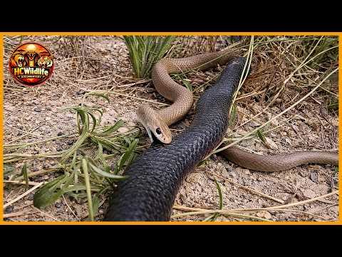 Snake vs Snake: Deadly Battles Between Venomous Rivals Caught on Camera | Animal Fight