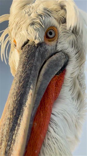 When you zoom in a little too much 👀 #DalmatianPelican #FreshwaterBird #BirdPhotography #Shorts