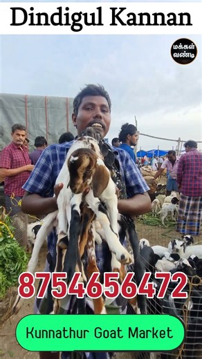 Four 25-day-old 'Kodi' breed lambs at Kunnathur — Kannan #KunnathurMarket #KunnathurSheepMarket