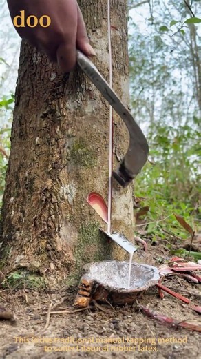 Natural Rubber Tapping Process: Harvest Raw Latex From Rubber Trees With Special Tapping Knife