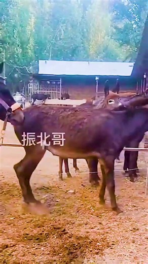Funniest Donkey Ever Donkey Training the fun way 192