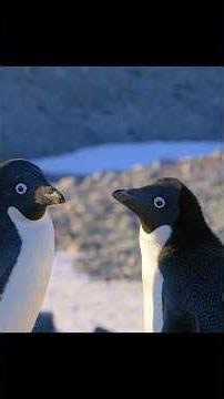 A Blizzard Buries Everything—Can the Penguins Survive? #animals #wildlife #shorts #video