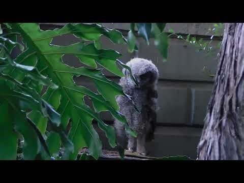 “Almost Invisible – Perfect Owl Camouflage”
