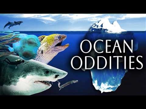 The Ocean Oddities Iceberg Explained