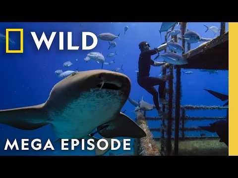 Who are the Most Extreme Sharks? | MEGA Episode | Nat Geo Animals