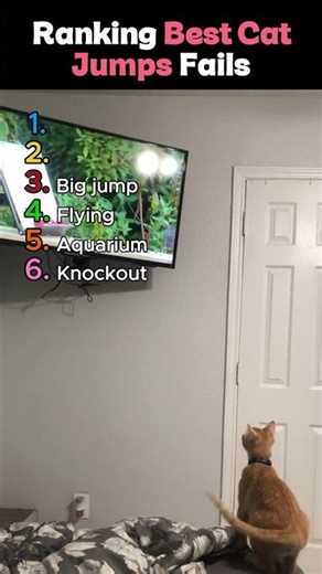 Ranking the FUNNIEST Cat Jump Fails 🏆💀(First one is my favourite) #shorts #fails