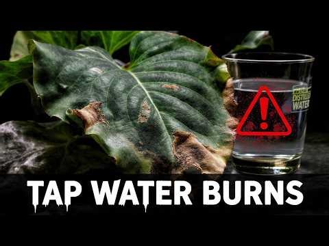 Why Your Calathea Leaves are CRISPY: Tap Water vs. Distilled