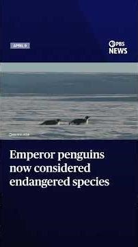 Emperor penguins now considered endangered species