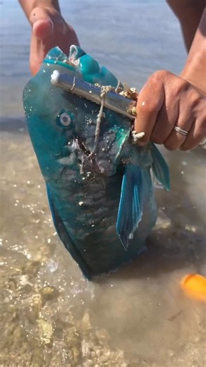 Amazing Blue Fish Rescue from Shallow Water! 🐟🌊😱