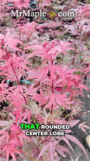 Acer palmatum 'Fireball' Dwarf Japanese Maple