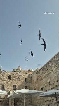 Israeli paraglider helping Jerusalem's swifts adopt to modern life