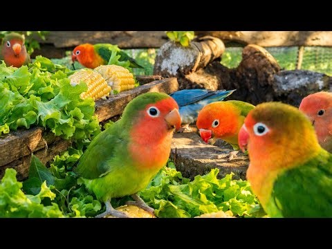 Colourful Lovebirds Enjoy Fresh Green || Beautiful Parrots Feeding Time #parrot #lovebirds