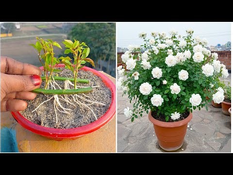 Simple way to grow rose plant | Step-by-step tutorial