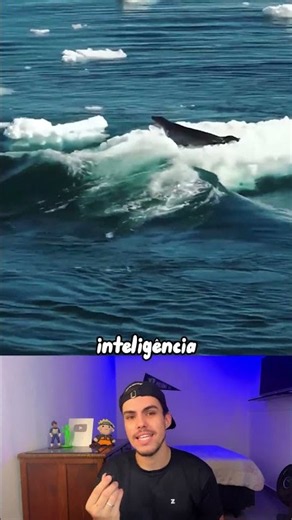 Killer whales are extremely intelligent