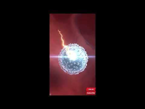Fertilization and Pregnancy Explained in 3D | How a Baby is Formed Step by Step (Human Reproduction)