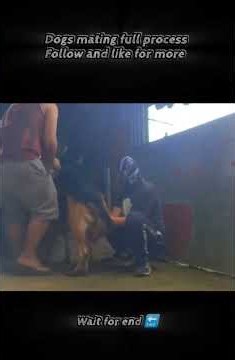 Dog Breeding Secrets | Understanding Dog Mating Behaviour