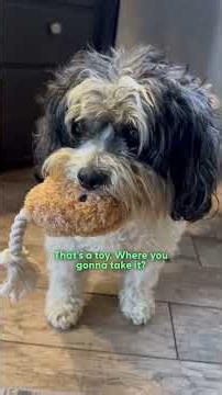 Blind Senior Dog Gets His Very First Toy At 13 | The Dodo