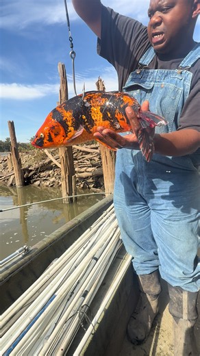 📢We need an 85 pound flathead catfish to eat this! What do you think our chances are? #bigbait #koi #goldfish #catfishing #riverlife Harrison Fishery, Eberlin Boats & Motors, Tombstone Tackle