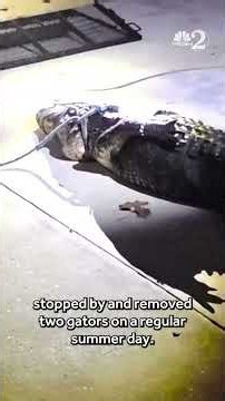 11-foot gator removed from Lake Apopka property after 'stalking' couple