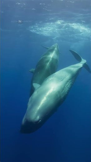 Time sure flies when you’re diving with whales 🤯 #OceanXplorers #diving