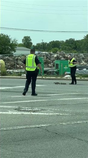 Police Escort Mama Duck and Babies Across Road || ViralHog