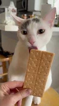 Family Adopts Chaotic Cat So No One Else Would Have To | The Dodo