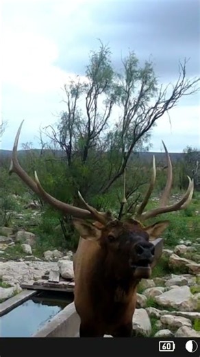 Name a better sound?? Bugled right into the @WiseEyeTech Game Cam!!