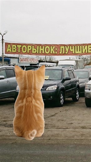 Киса покупает Kia Stinger🔥 Кисы объясняют😼 🚘 Покупайте автомобили с пробегом на @Авто.ру