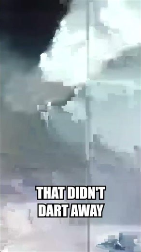 Bizarre Creatures Caught Clearly on Video