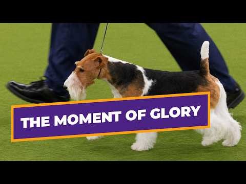 King the Wire Fox Terrier CROWNED BEST IN SHOW! | Westminster Dog Show