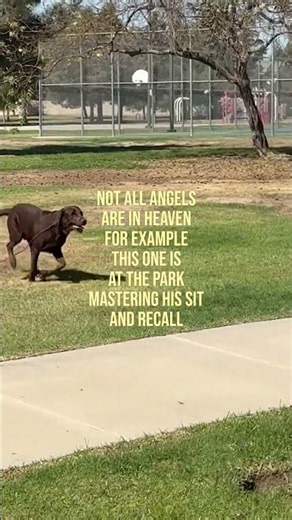 Not All Angels are in Heaven | Dog Sit and Recall Training