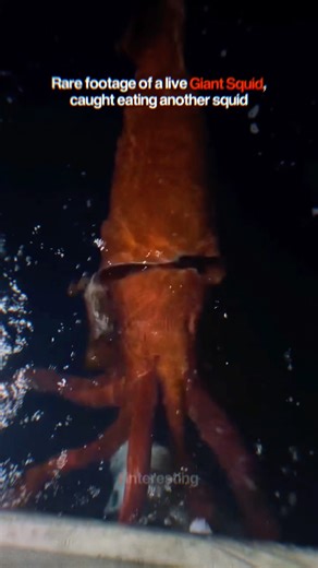 Rare Footage Of A GIANT Squid! 🦑