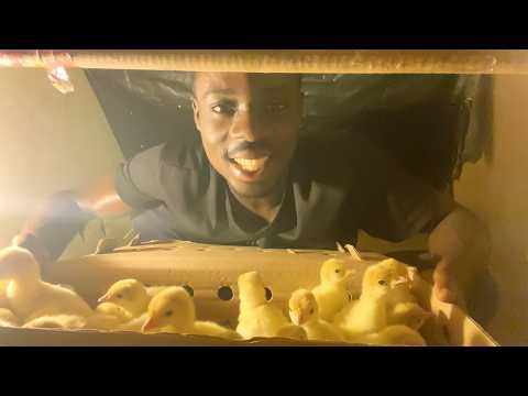 How to Raise Turkey Chicks | Practical Step-by-Step Guide